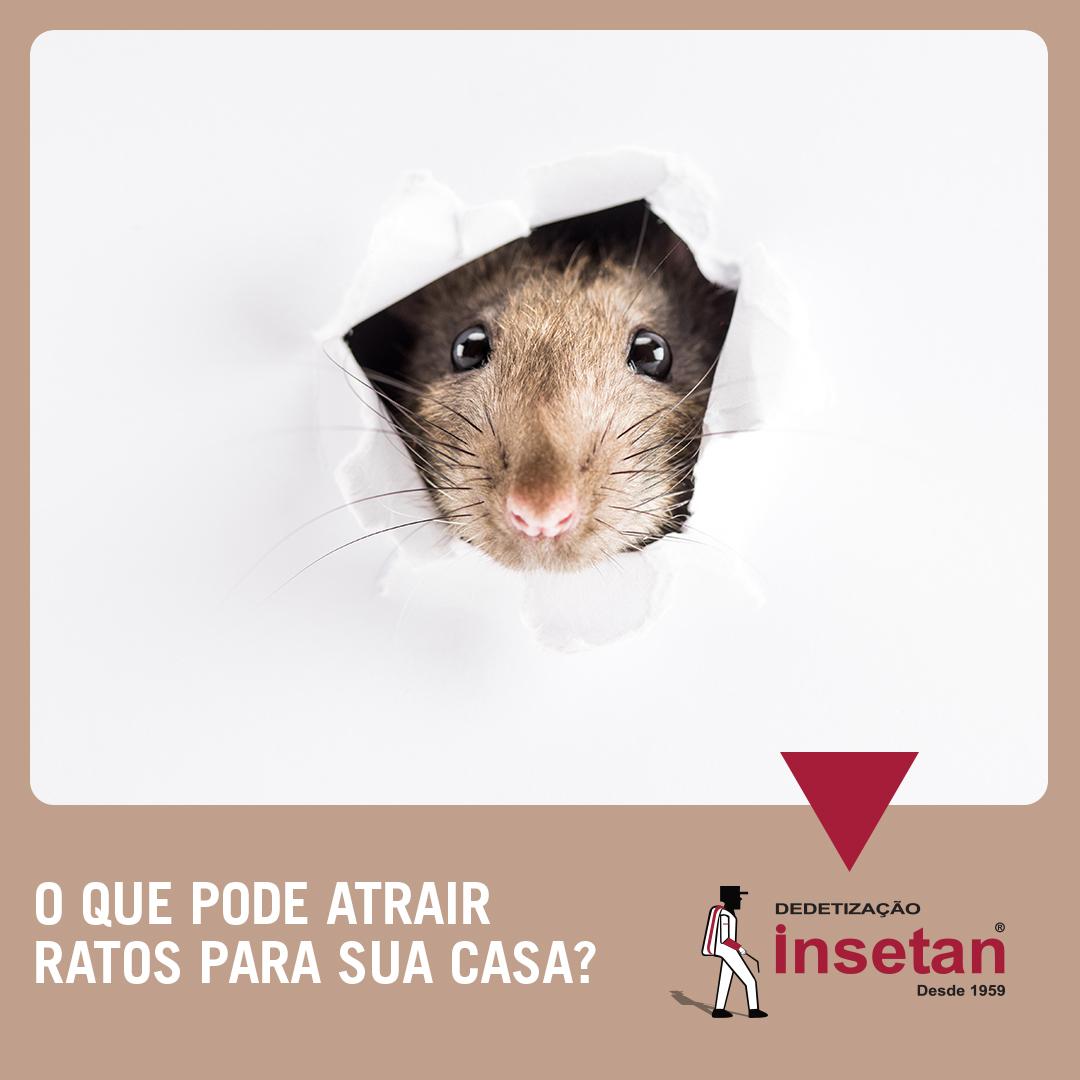 O que atrai os ratos para dentro de nossa casa?