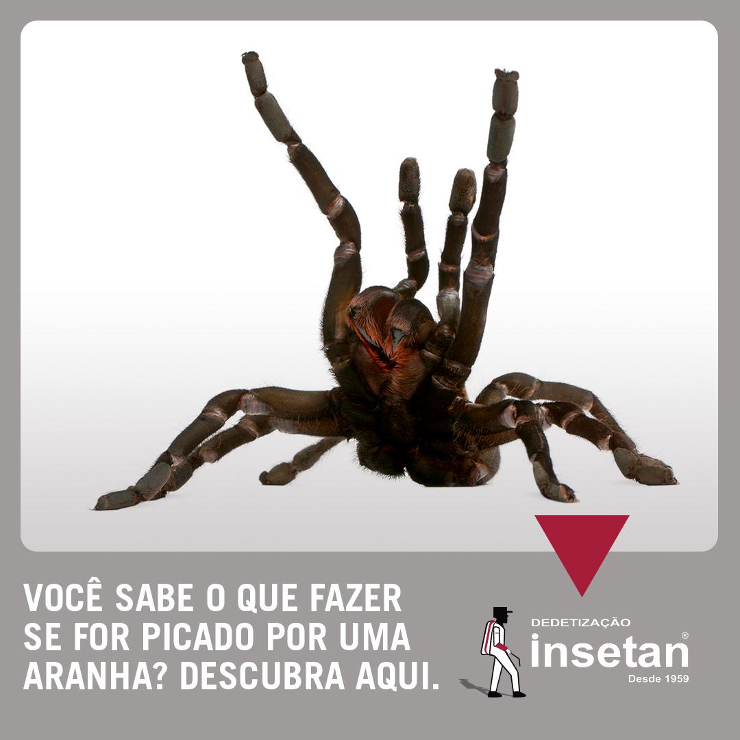 Fui picado por uma aranha, o que devo fazer?
