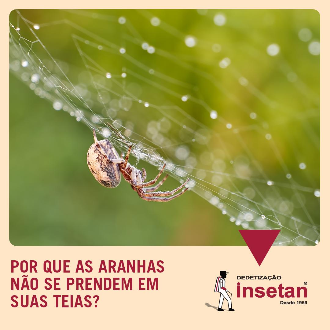 Por que as aranhas não ficam presas em suas teias?