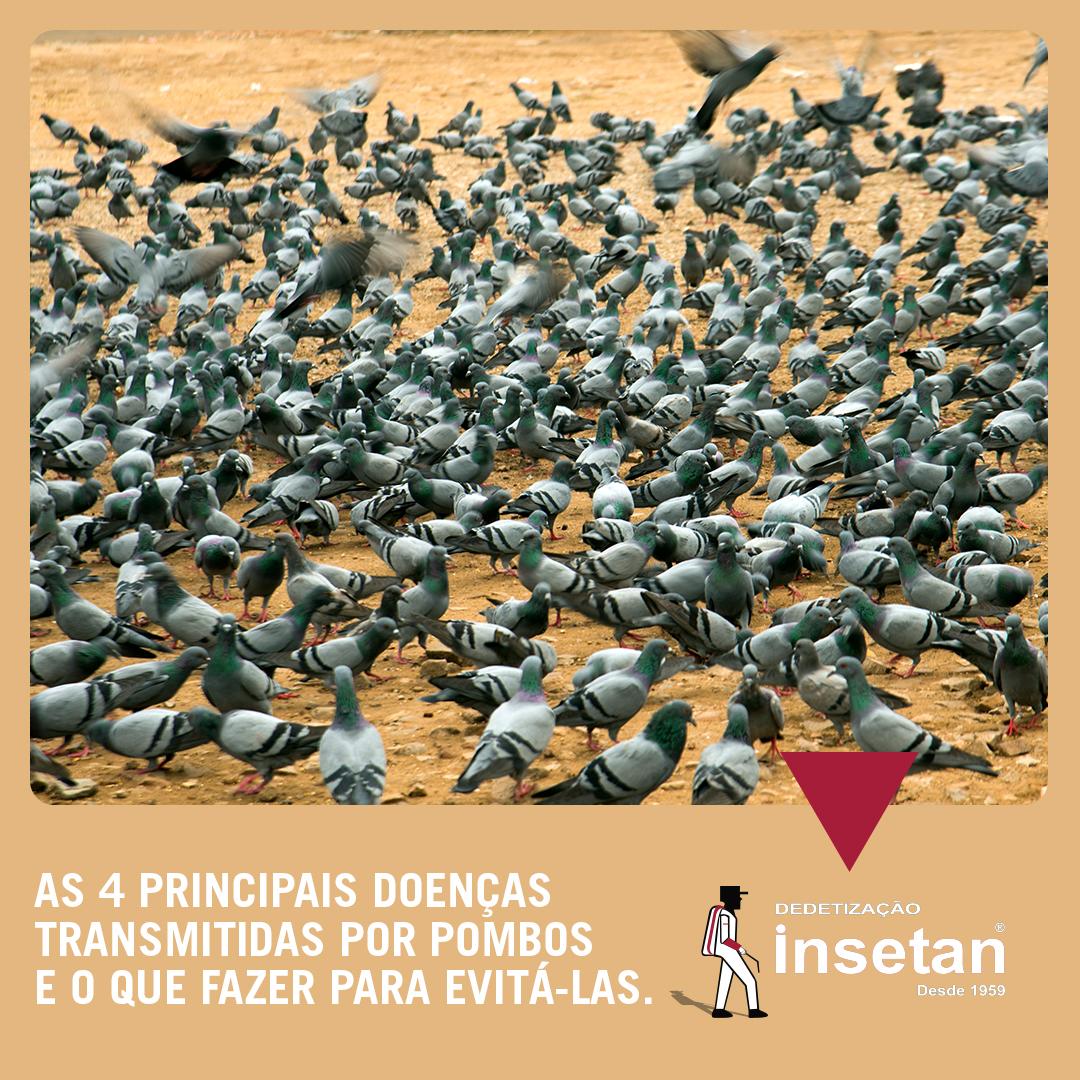 As doenças transmitidas por pombos devem ser levadas a sério