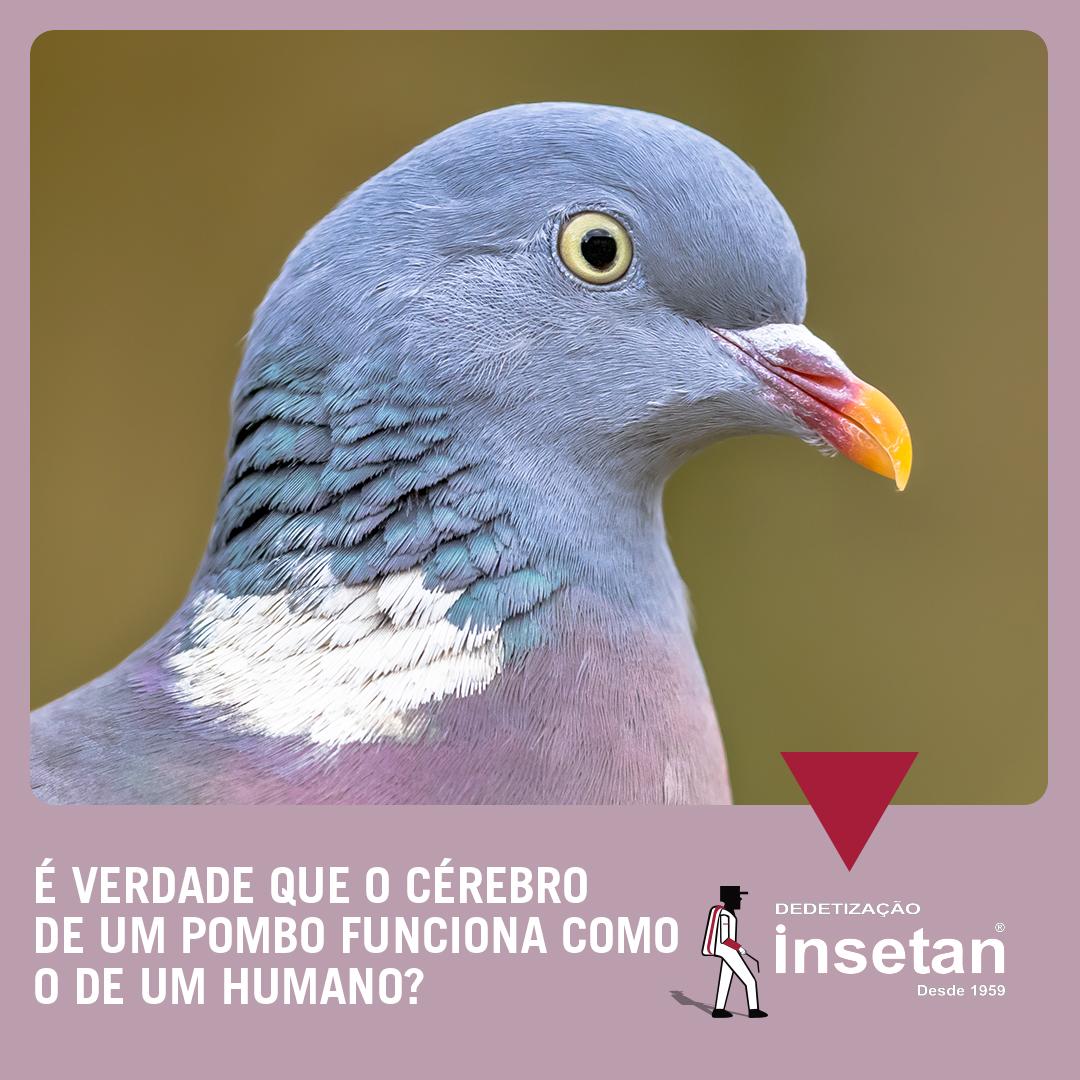 O cérebro de um pombo funciona de forma parecida com o seu
