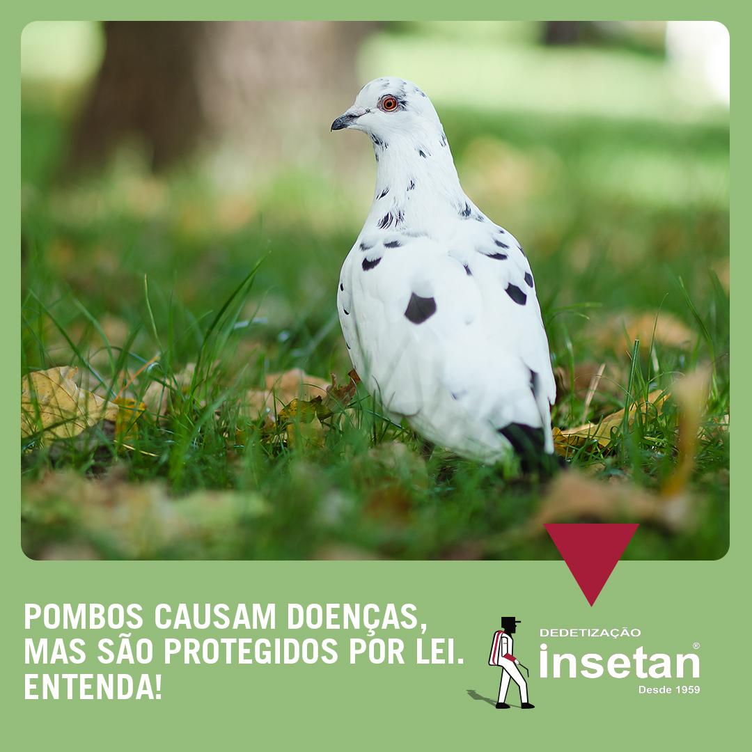 Pombos geram sujeira, contribuem para transmissão de doenças, mas são protegidos por lei