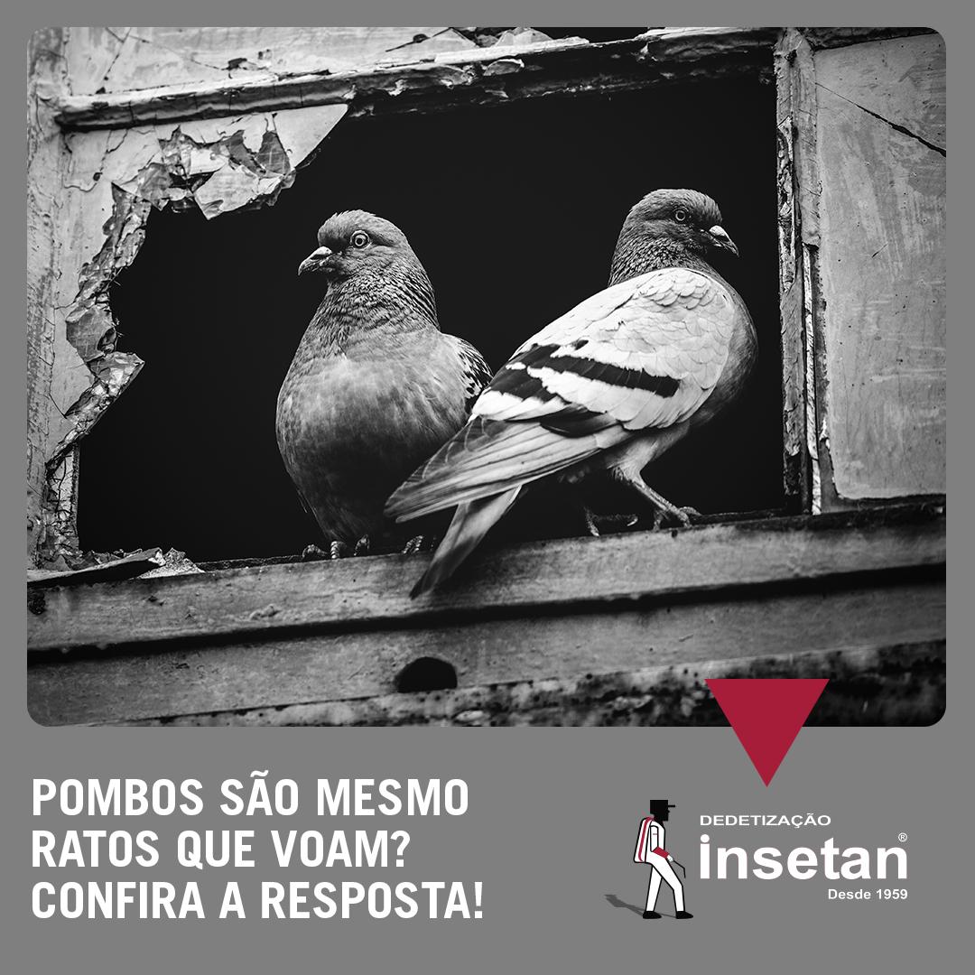 Os Pombos são mesmo “ratos” que voam?