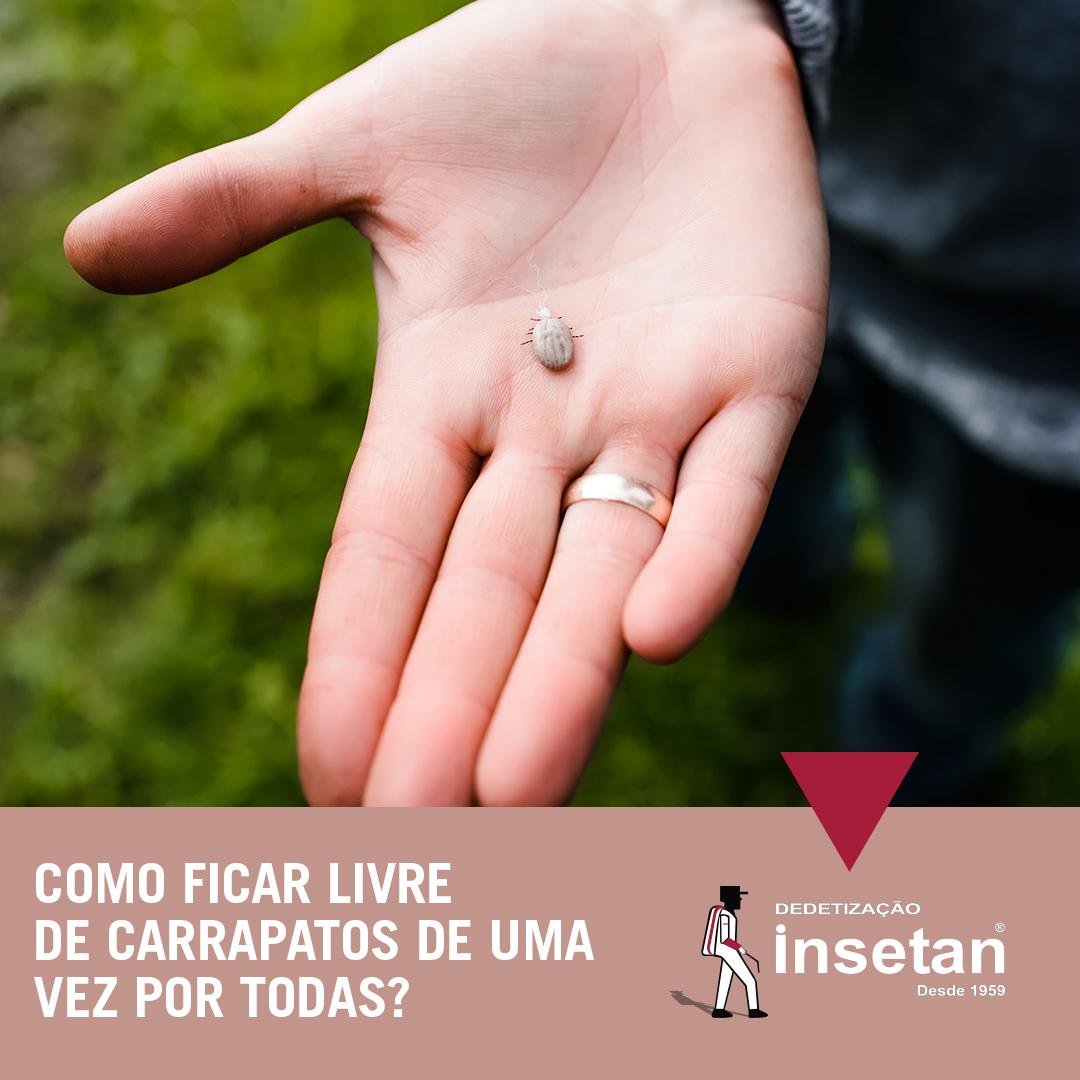 Carrapatos: Como se livrar deles? Descubra nesta matéria especial