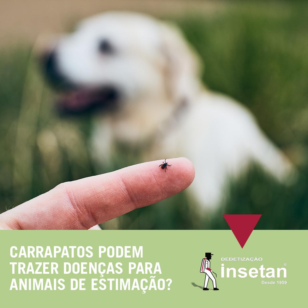 Carrapatos representam riscos à saúde, inclusive dos animais de estimação