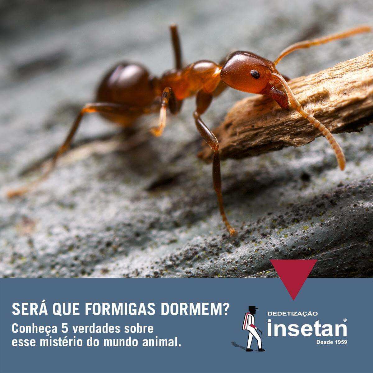 Será que formigas dormem? 5 verdades sobre o sono das formigas, um dos maiores mistérios do mundo animal