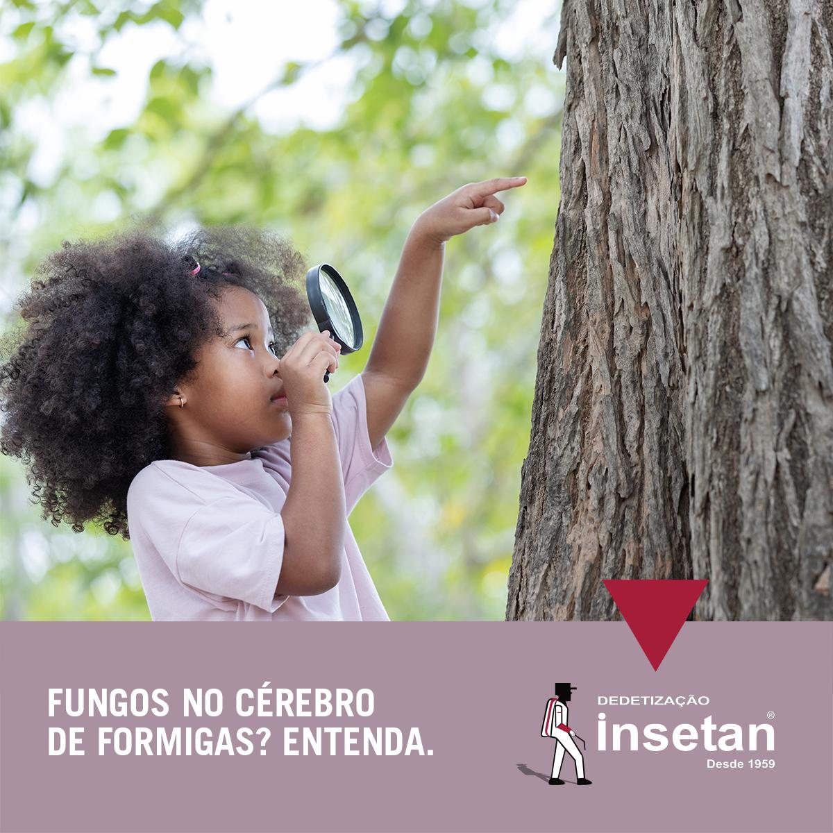 As formigas podem ter fungo no cérebro. E outros insetos têm curiosidades ainda mais estranhas. Entenda.