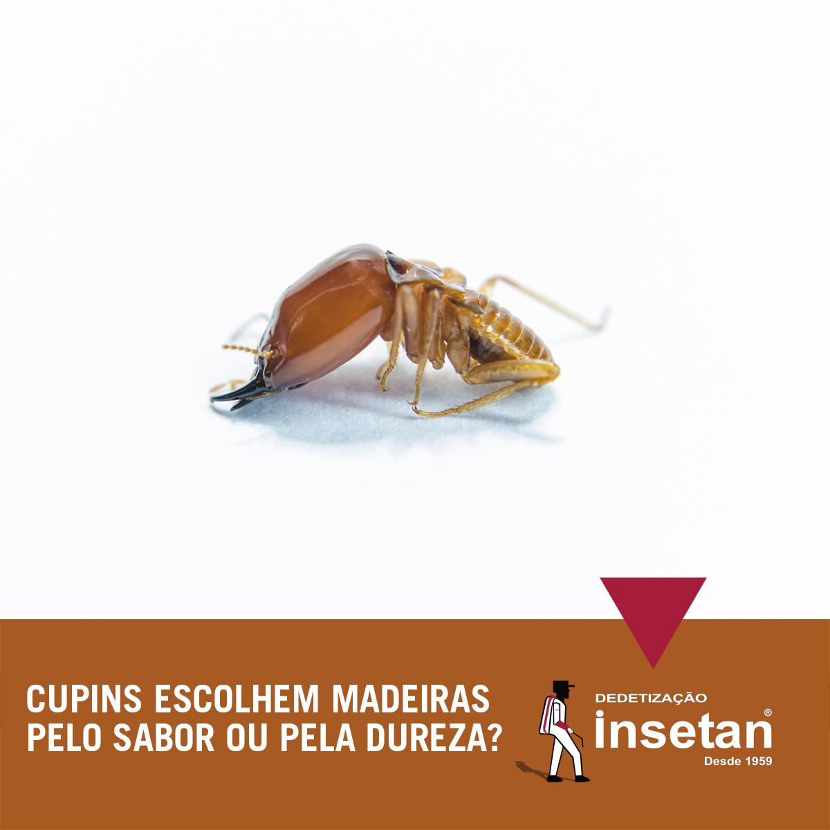 O cupim escolhe a madeira pelo sabor ou pela dureza? Descubra esta e outras curiosidades sobre o inseto.