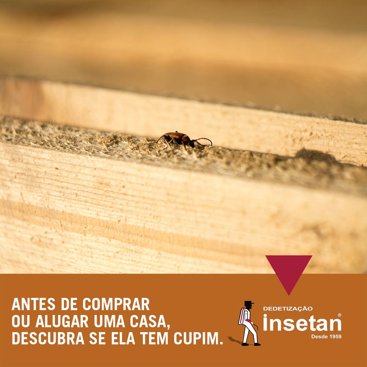 Descubra se o imóvel que você quer comprar ou alugar tem cupim escondido