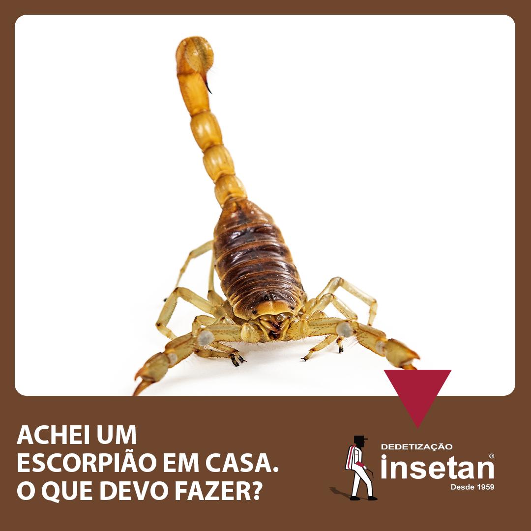 Achei 1 escorpião amarelo em casa, o que fazer?