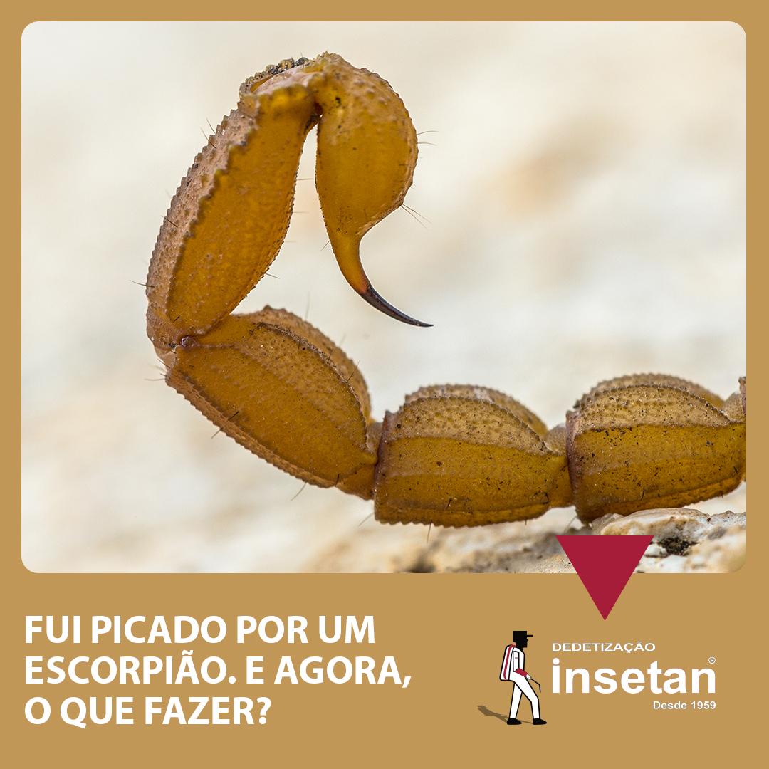 Fui picado por um escorpião. E agora, o que devo fazer?