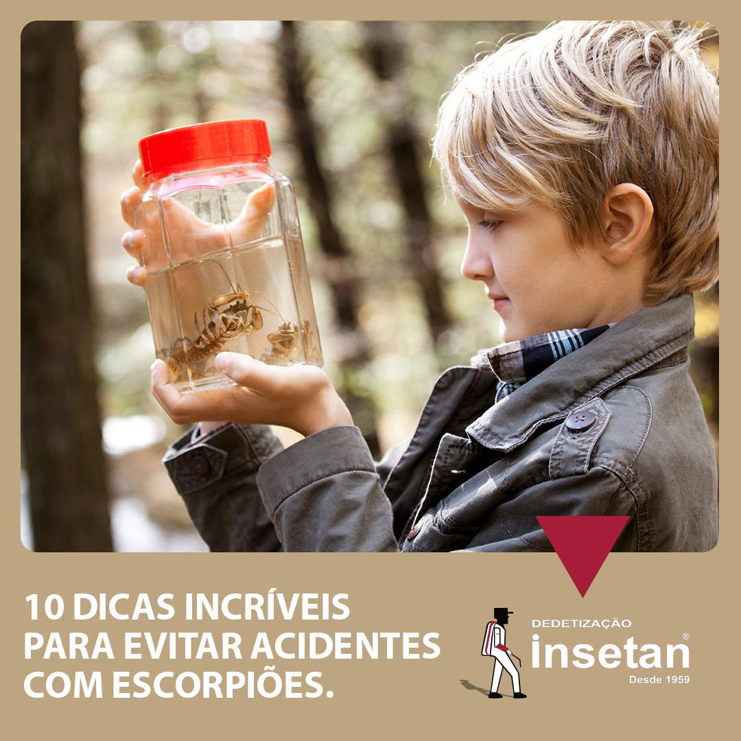 Escorpiões: 10 dicas para você evitar acidentes