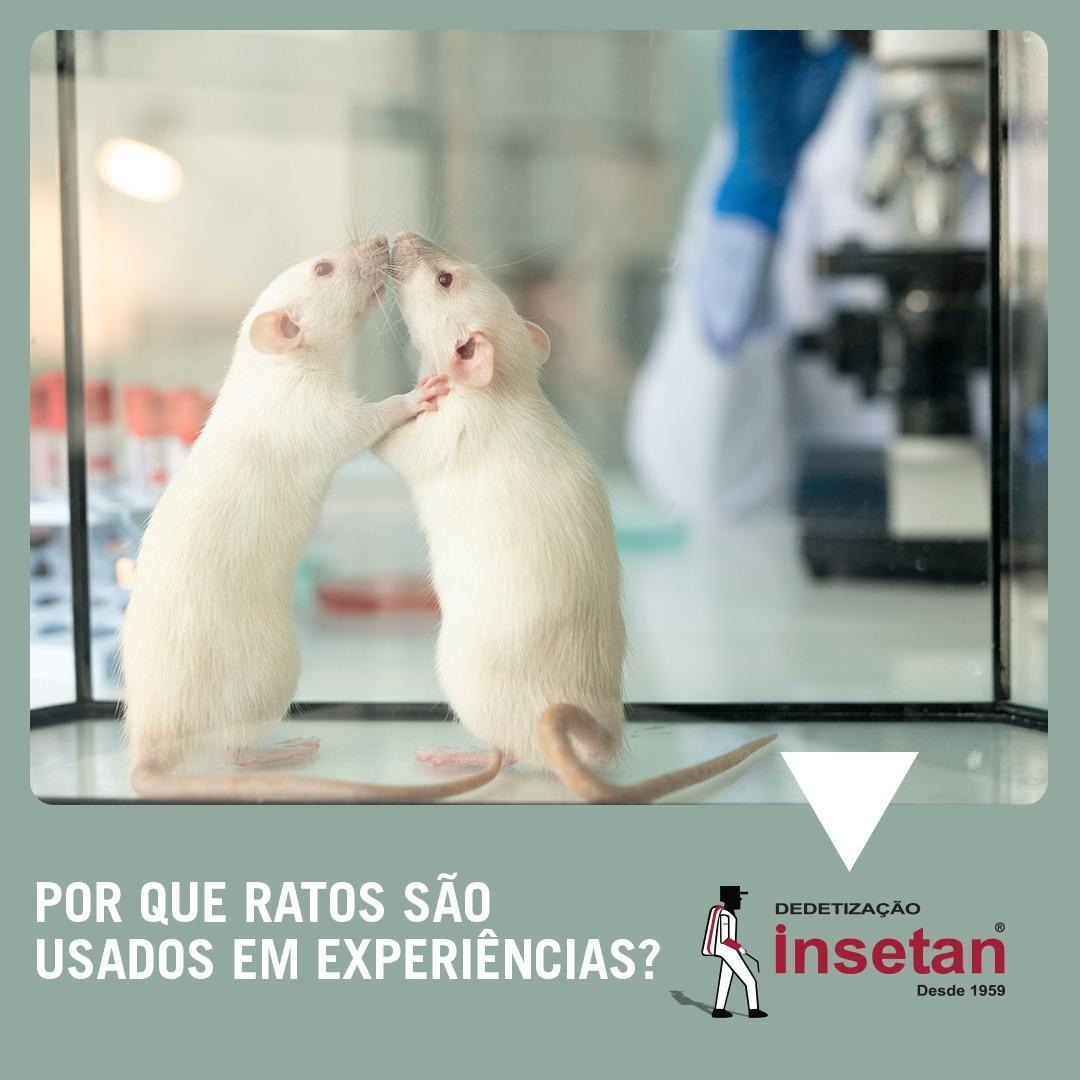 Por que ratos são usados em experiências científicas?