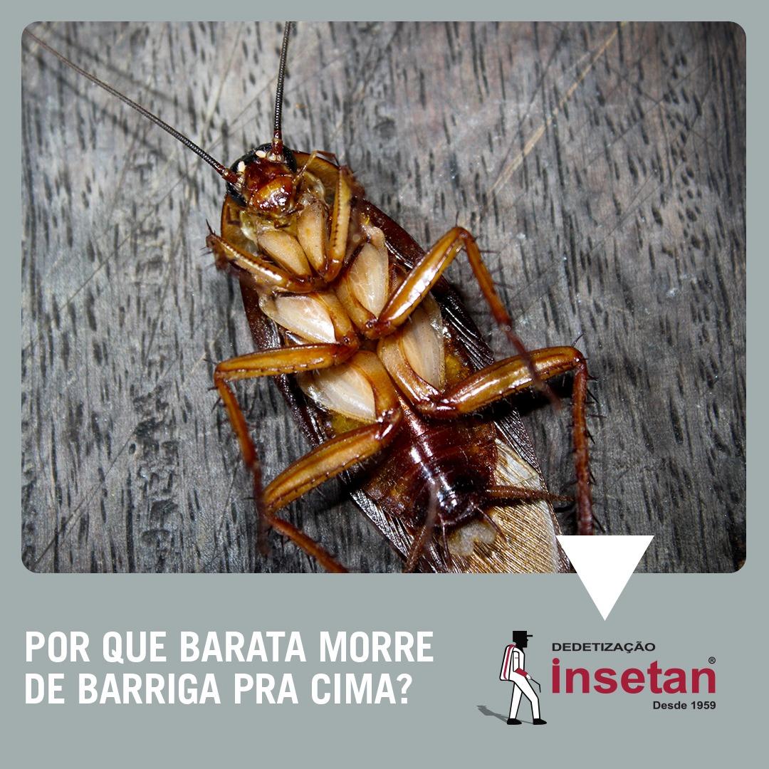 Por que as baratas morrem de barriga para cima?