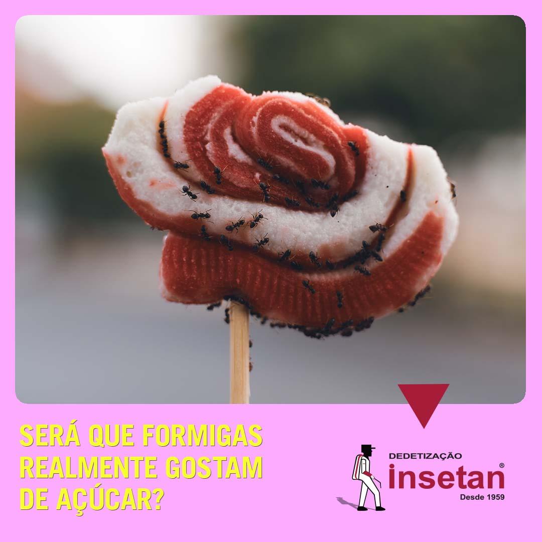 Formigas gostam de açúcar: verdade ou mentira?