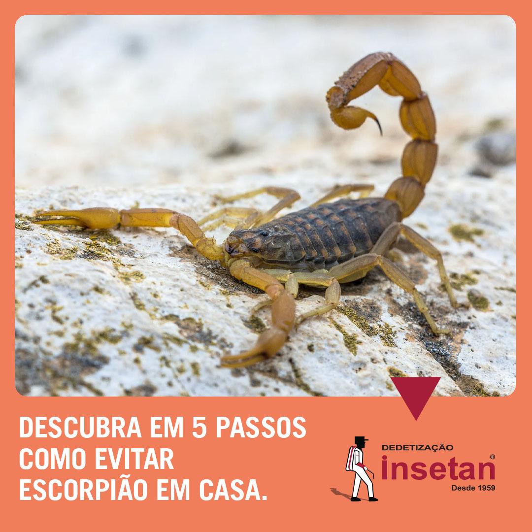 Descubra em 5 passos como evitar escorpião em casa