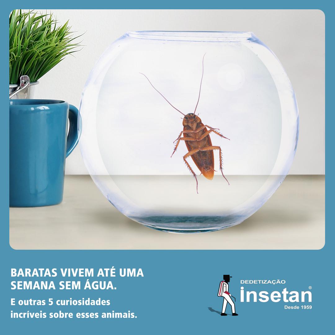 Baratas vivem até 1 semana sem água. Confira esta e outras 5 curiosidades sobre este inseto