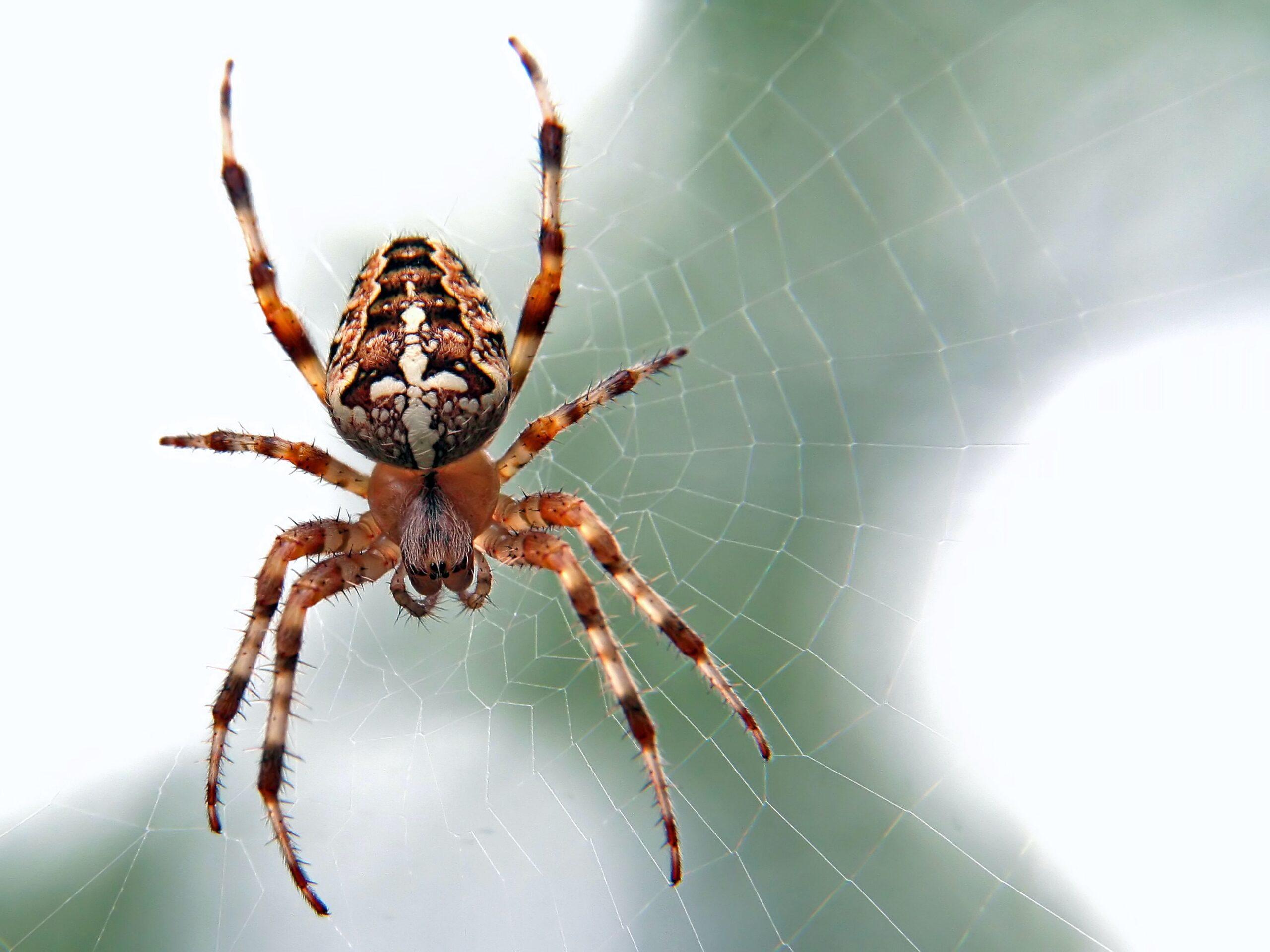 Aranha: conhecê-las é tão importante quanto saber evitá-las.