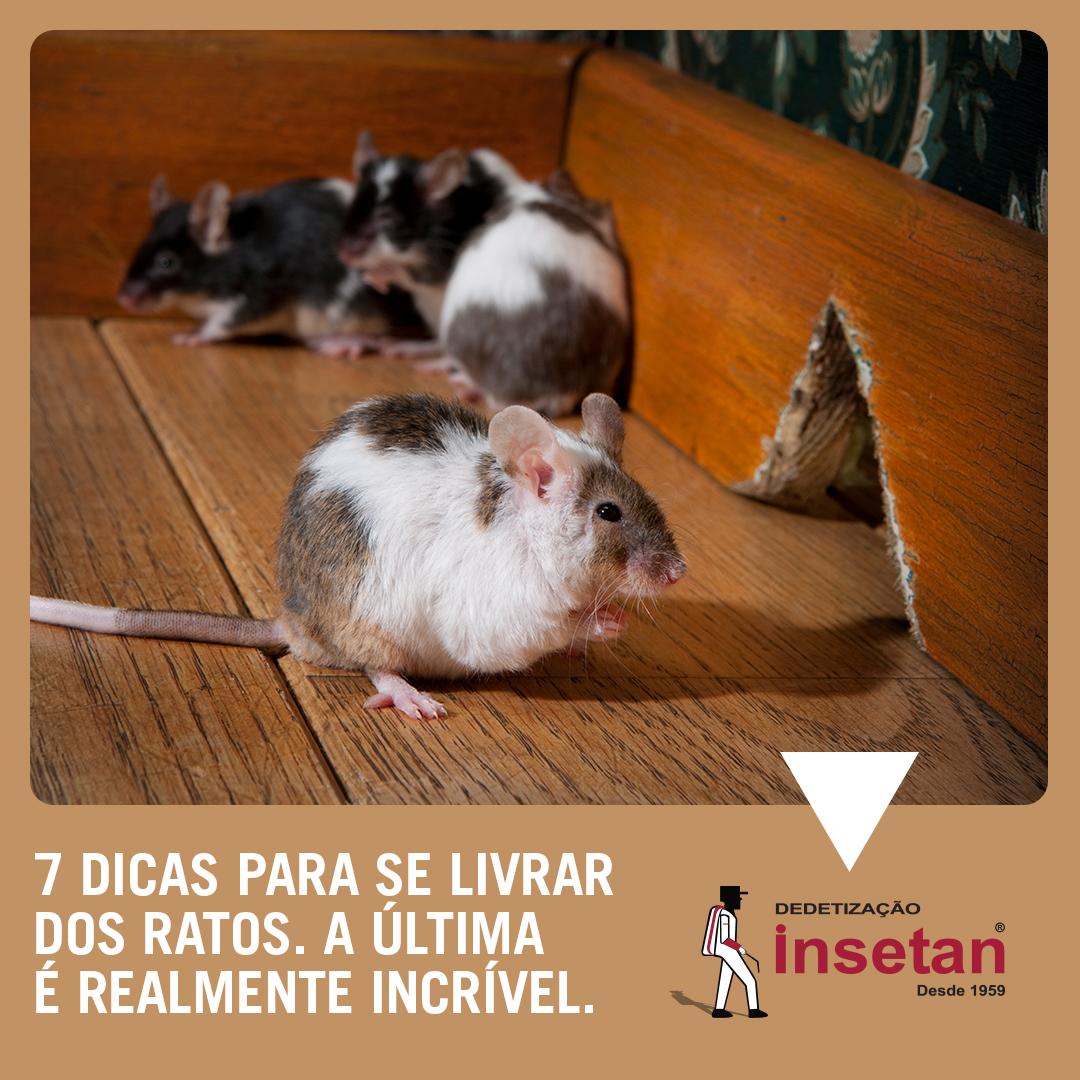 Como os ratos vão parar na sua casa? Descubra em 7 dicas como mantê-los longe