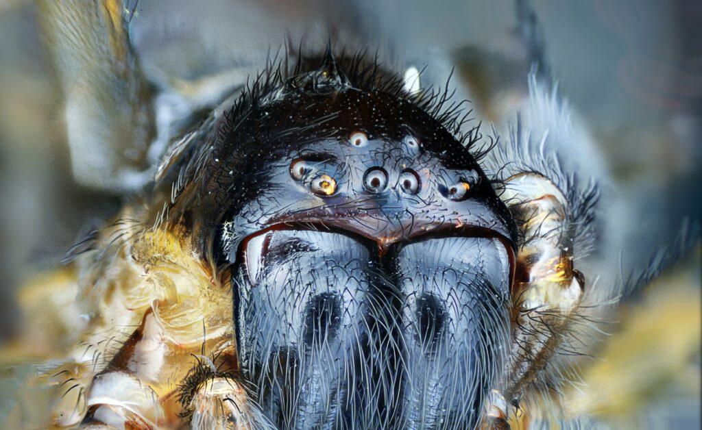 Aranhas zumbis