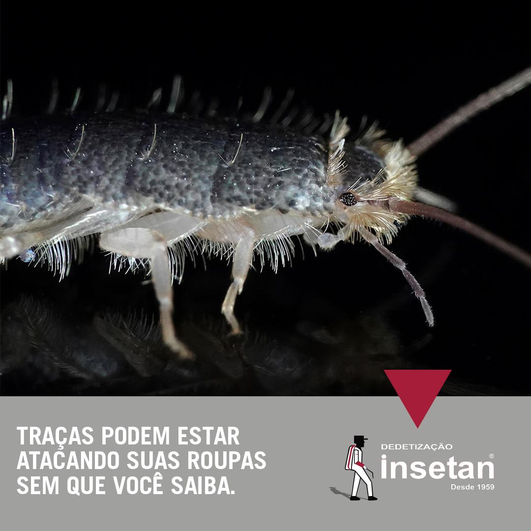 Traças podem estar atacando suas roupas sem deixar vestígio