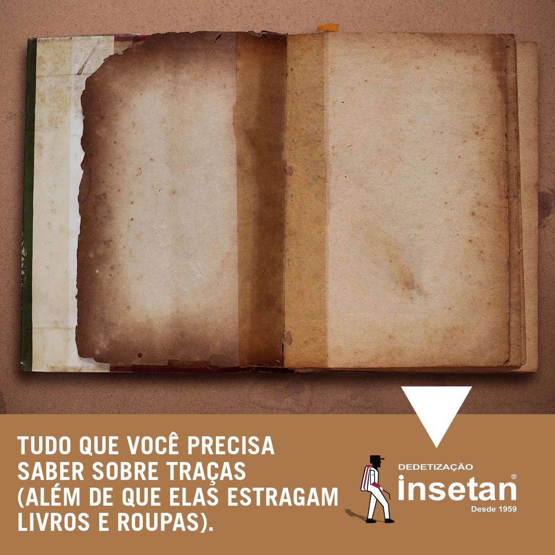 Tudo que você precisa saber sobre traças (além de que elas estragam livros e roupas)